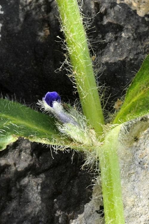Ajuga orientalis bark