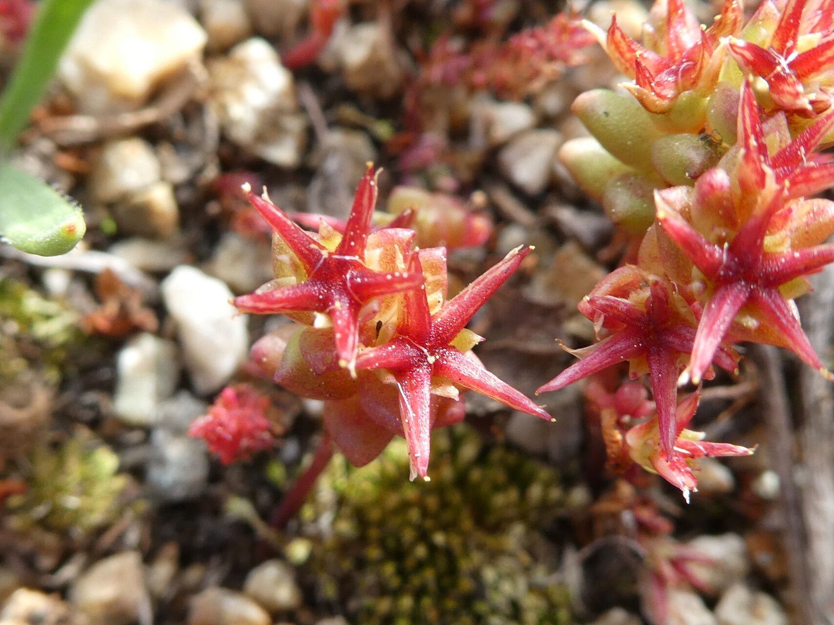 Sedum cespitosum flower