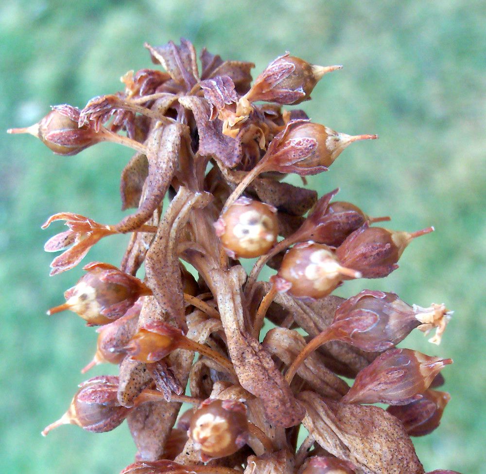 Lysimachia mauritiana fruit