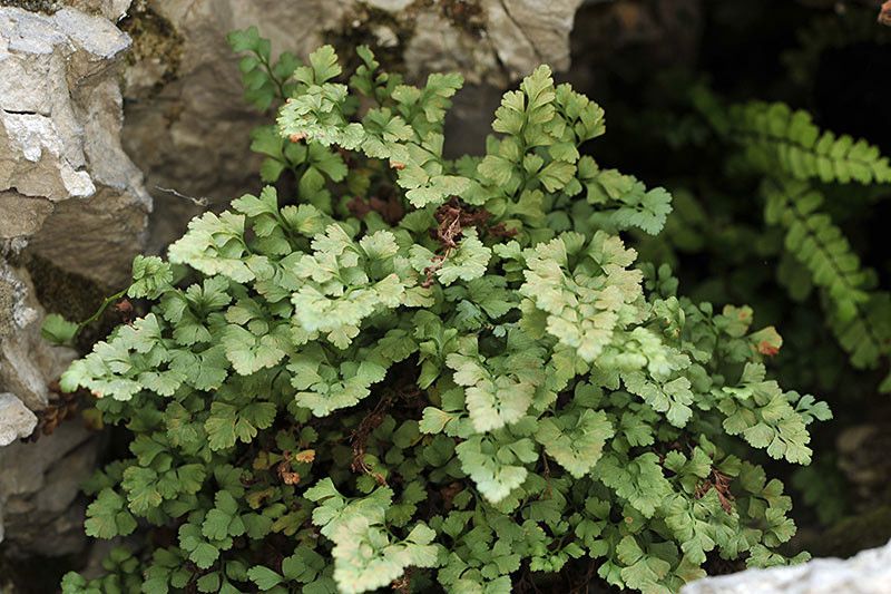 Asplenium lepidum habit