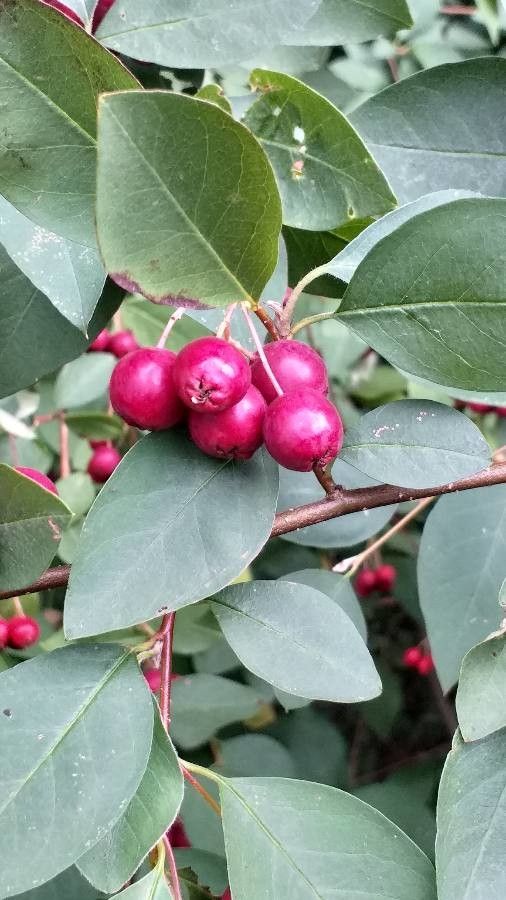 Cotoneaster multiflorus fruit