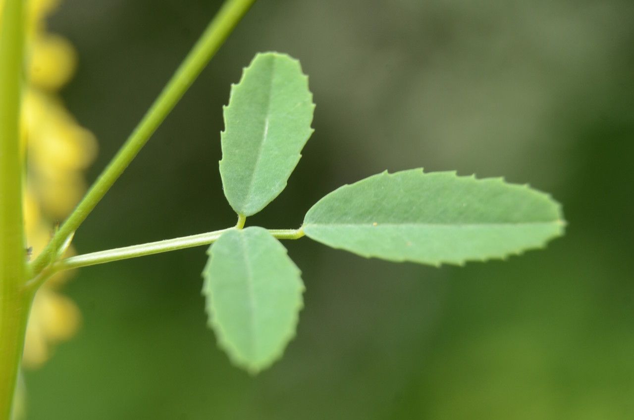 Melilotus altissimus leaf