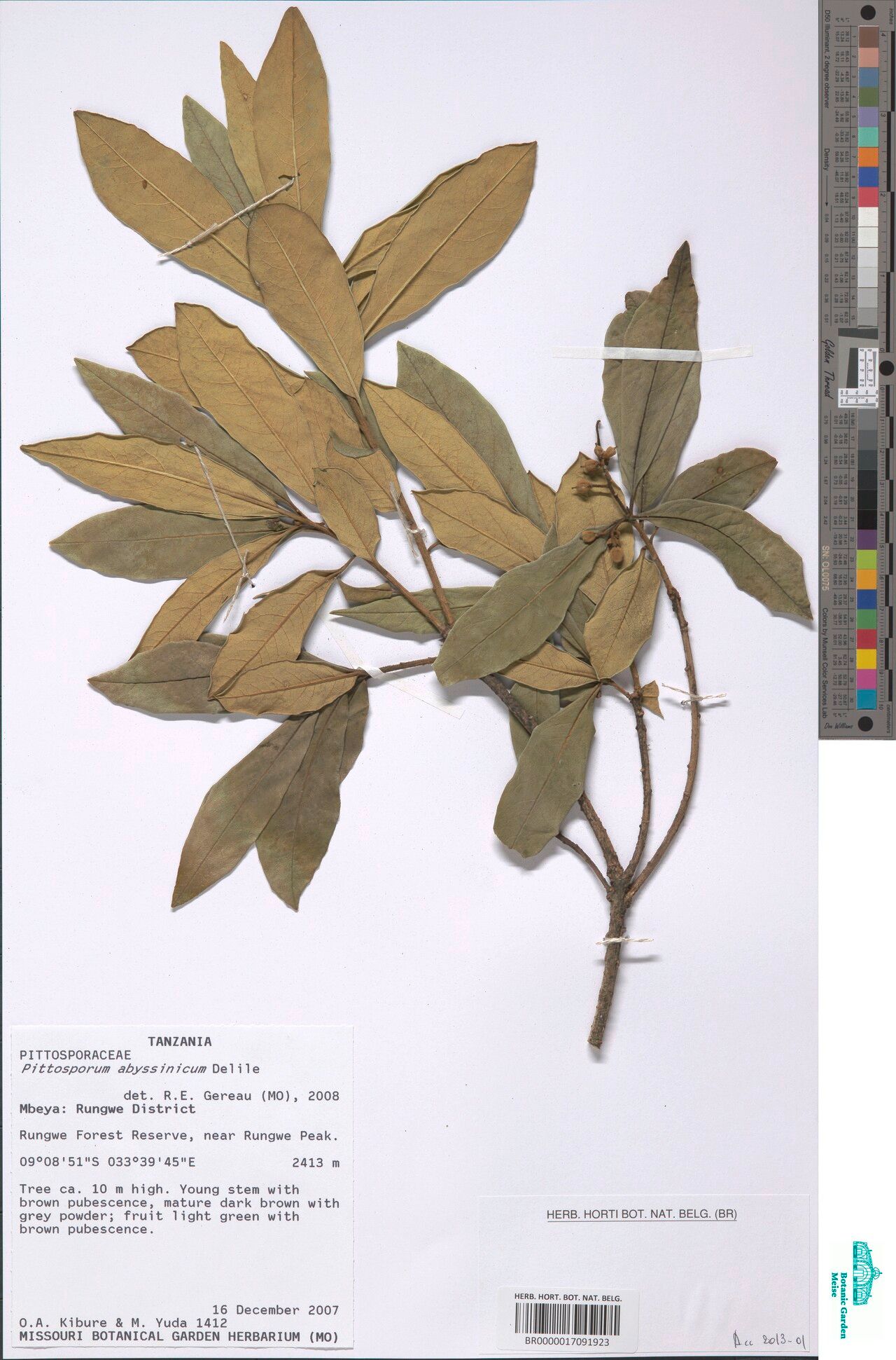 Pittosporum abyssinicum