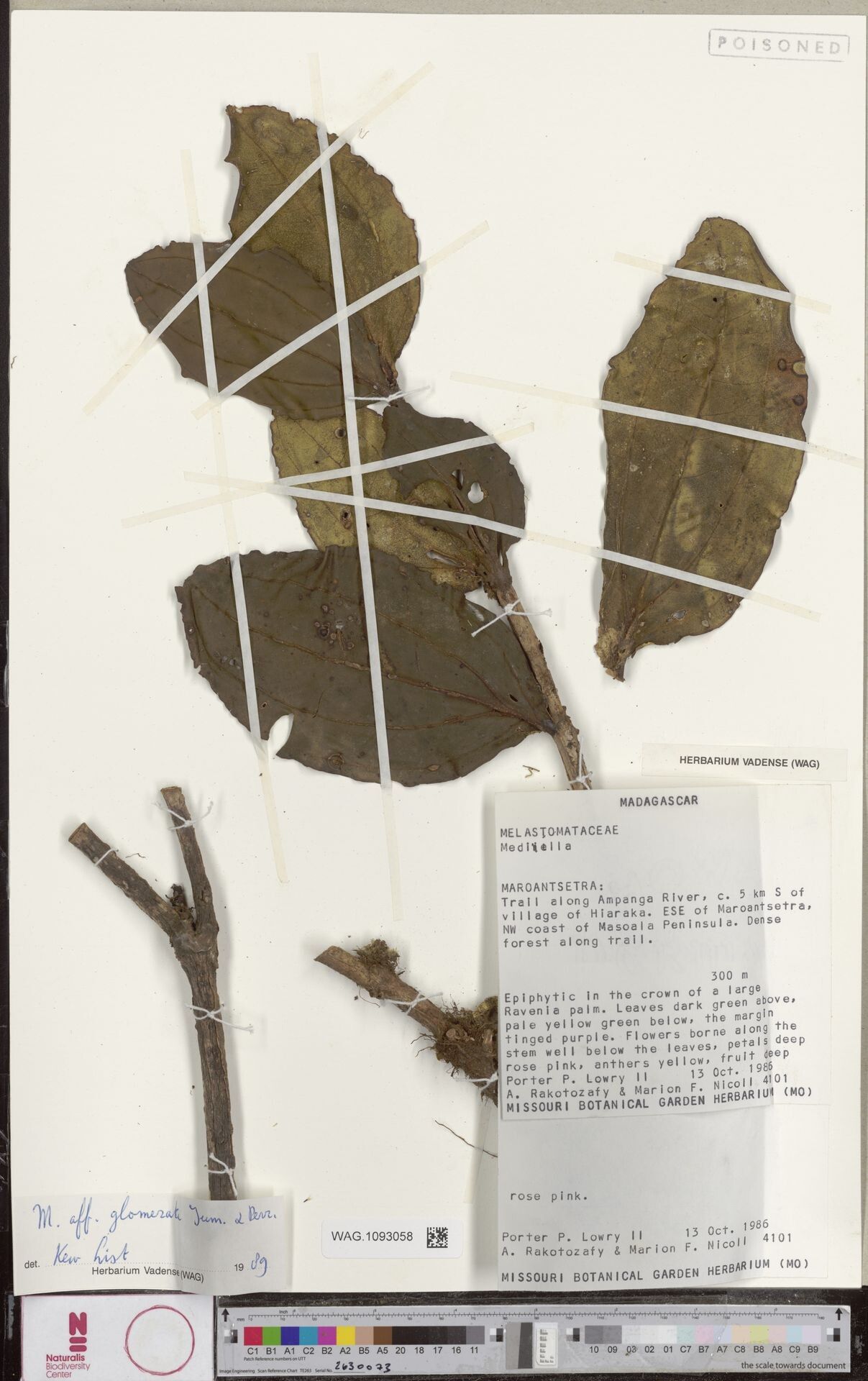 Medinilla glomerata — search result for 'Medinilla'