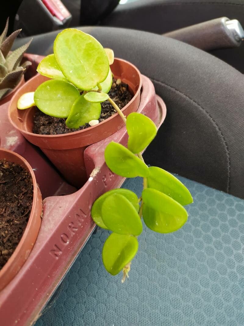 Hoya cumingiana — search result for 'Hoya'