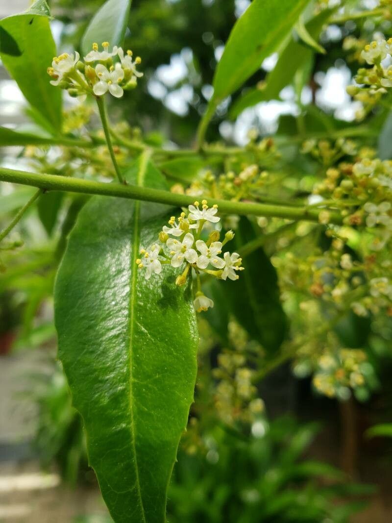 Ilex paraguariensis flower