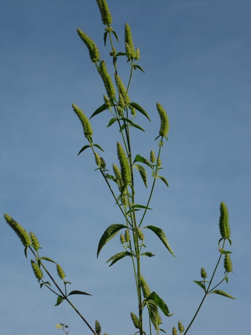 Cantinoa americana fruit