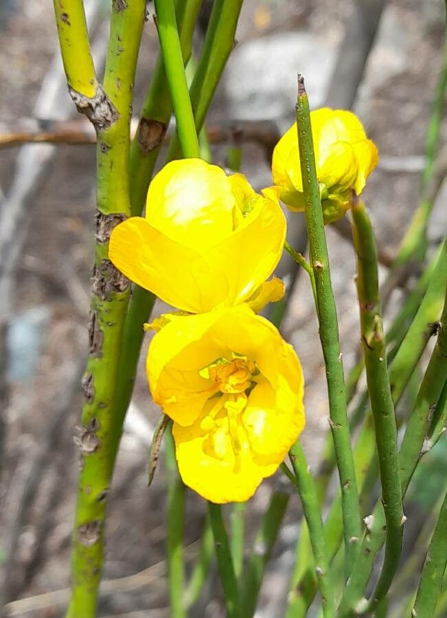 Senna aphylla flower