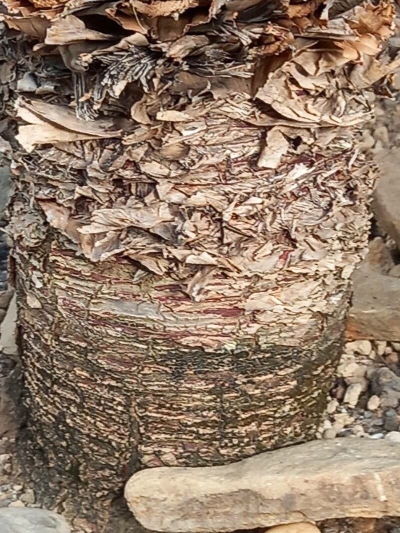 Dracaena cinnabari bark