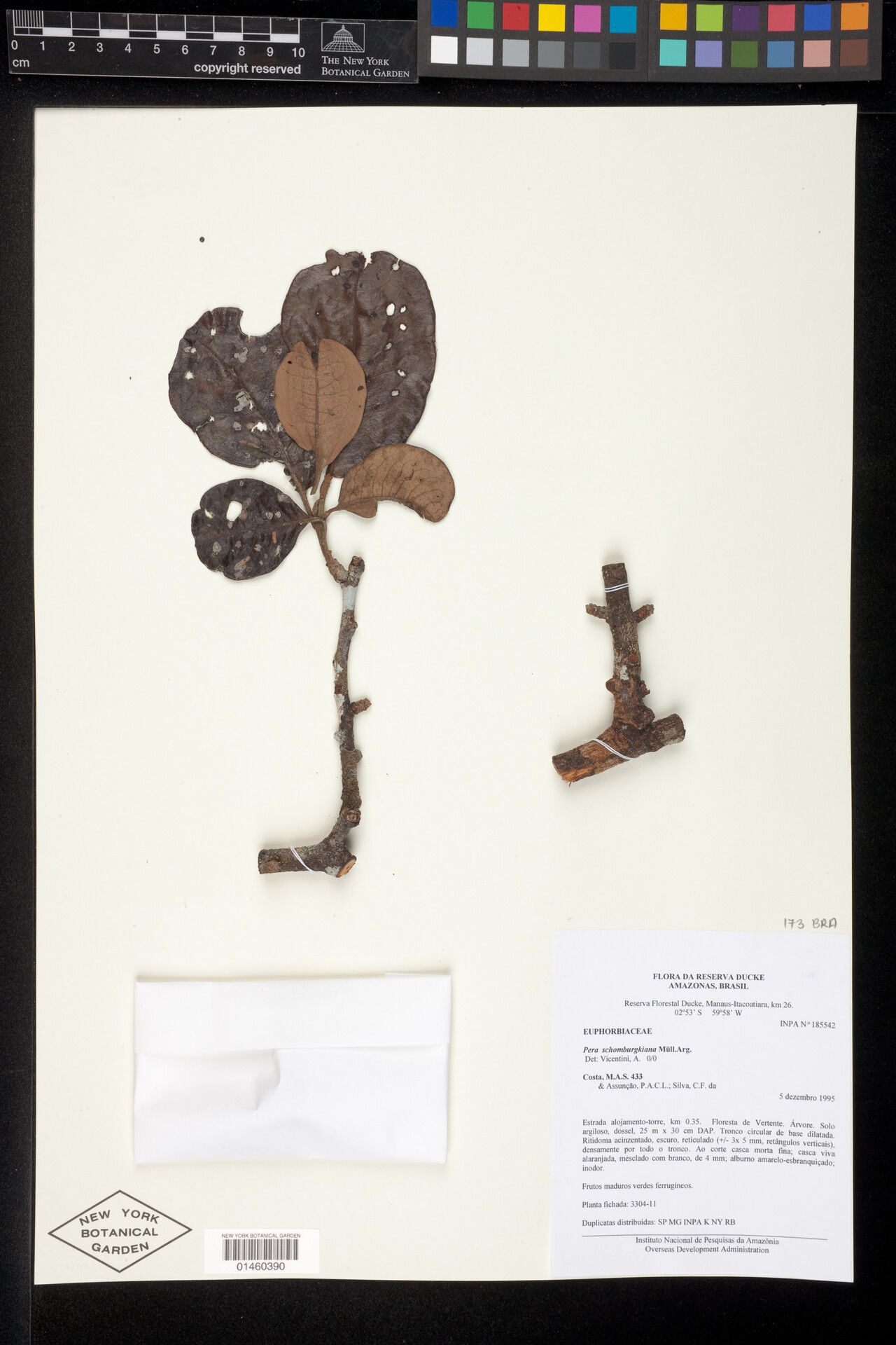 Pera manausensis — houseplant care guide