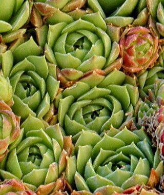 Sempervivum atlanticum leaf