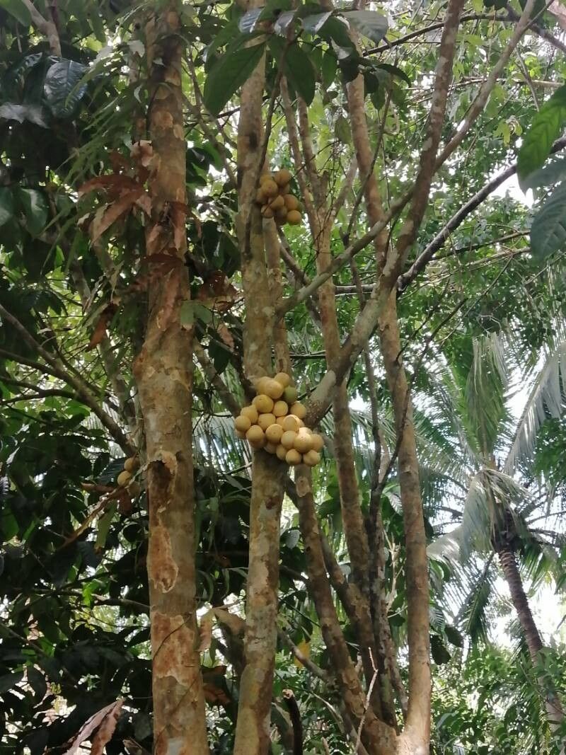 Didymocheton macranthus fruit