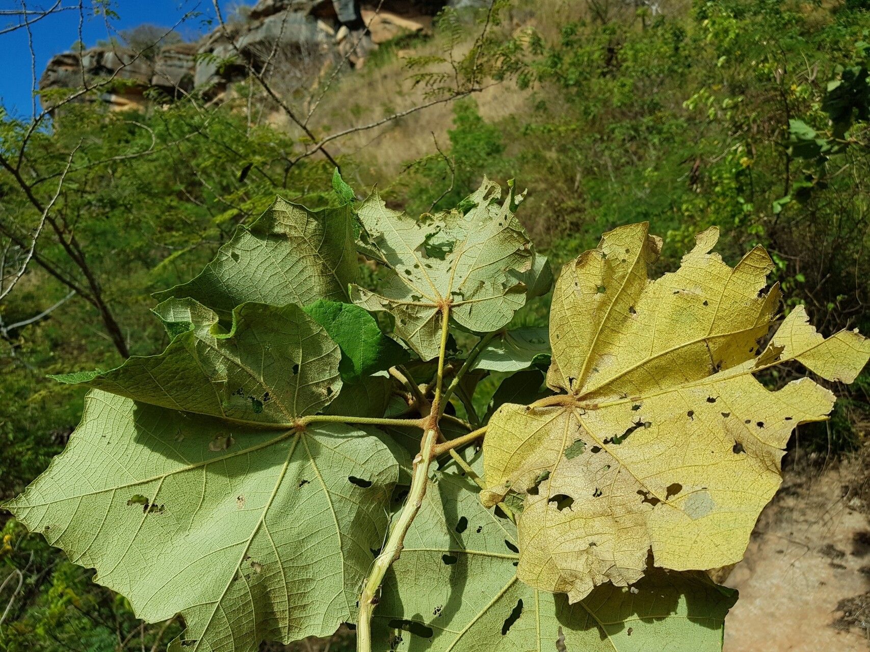 Hibiscus megistanthus — search result for 'Hibiscus'