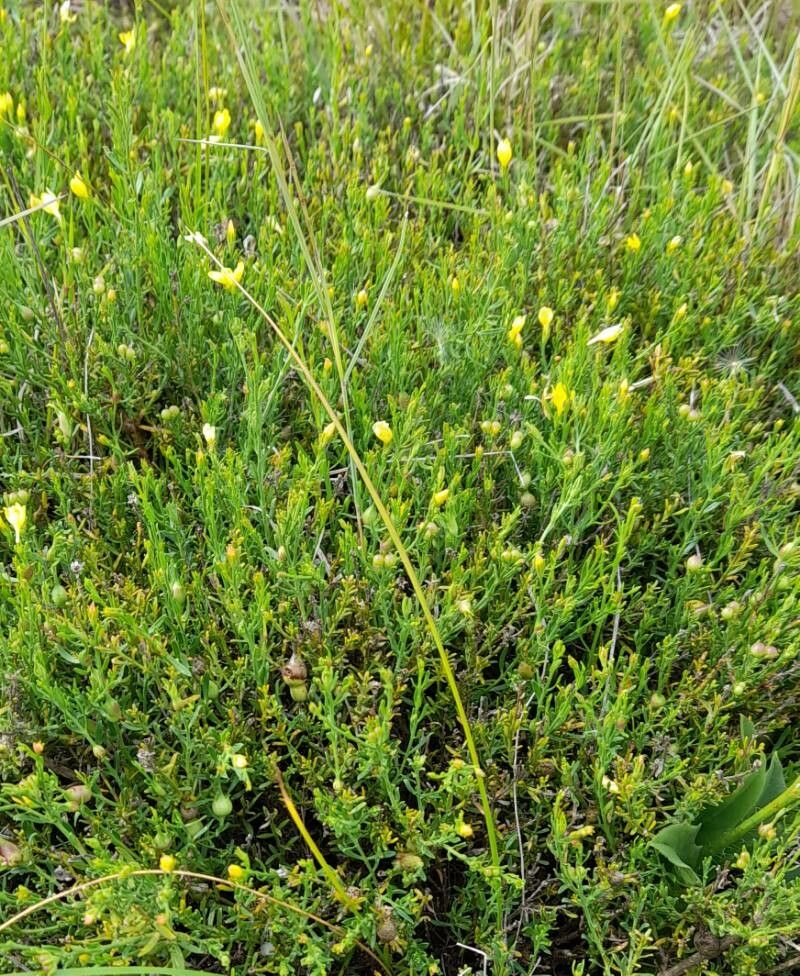 Menodora integrifolia habit