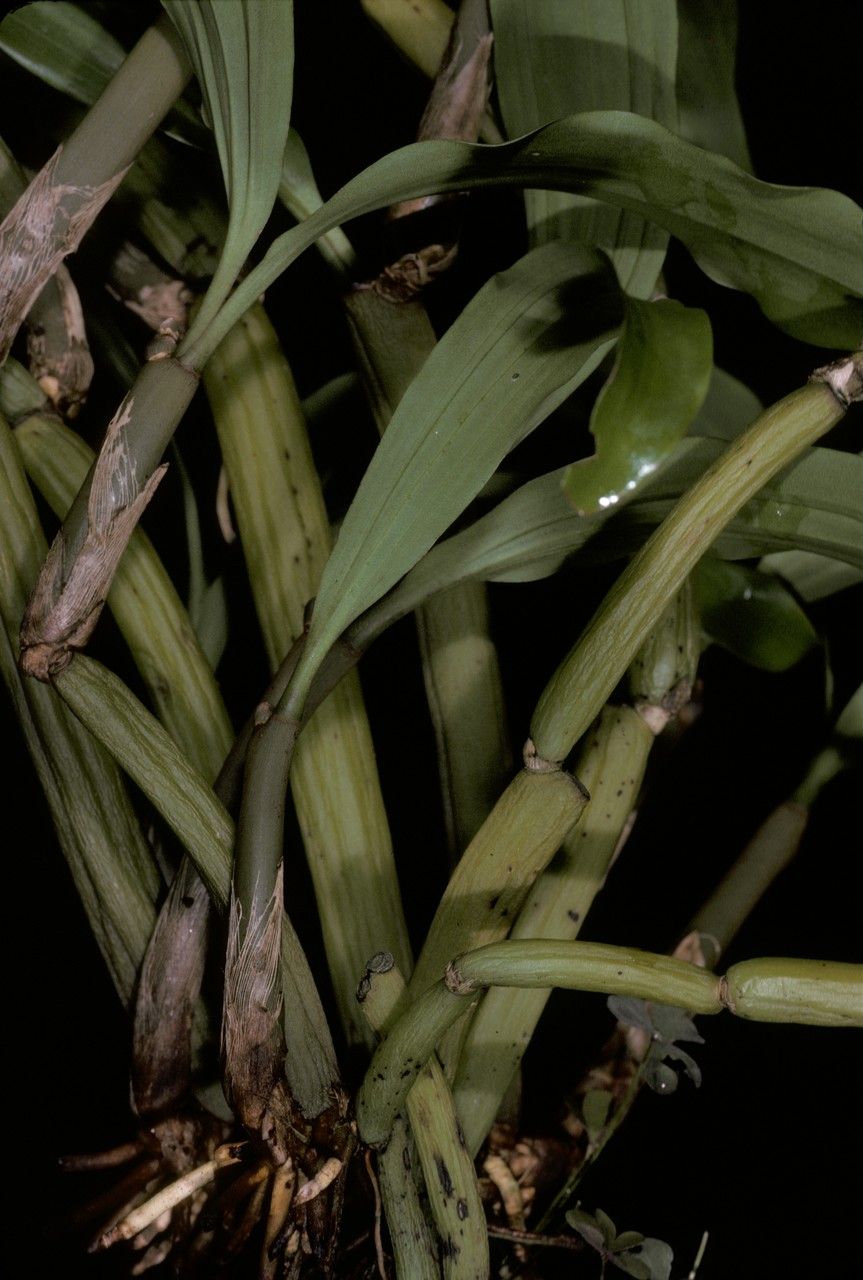 Coelogyne articulata bark