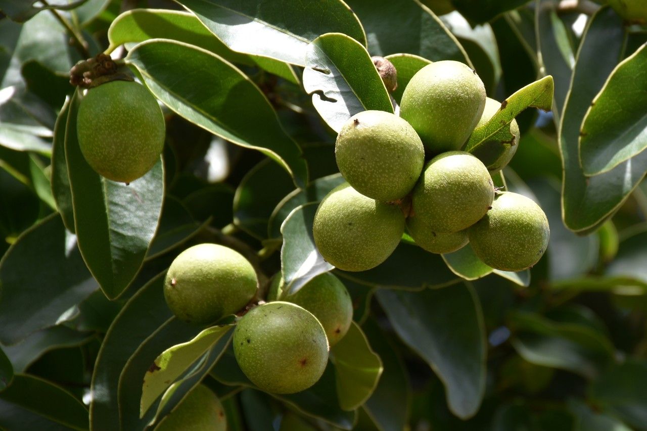 Diospyros tessellaria fruit