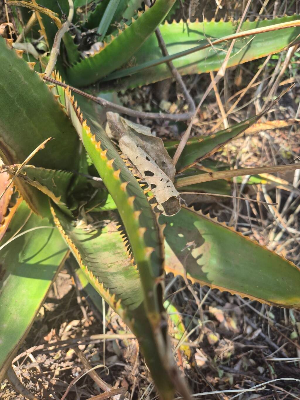 Aloe wilsonii — houseplant care guide