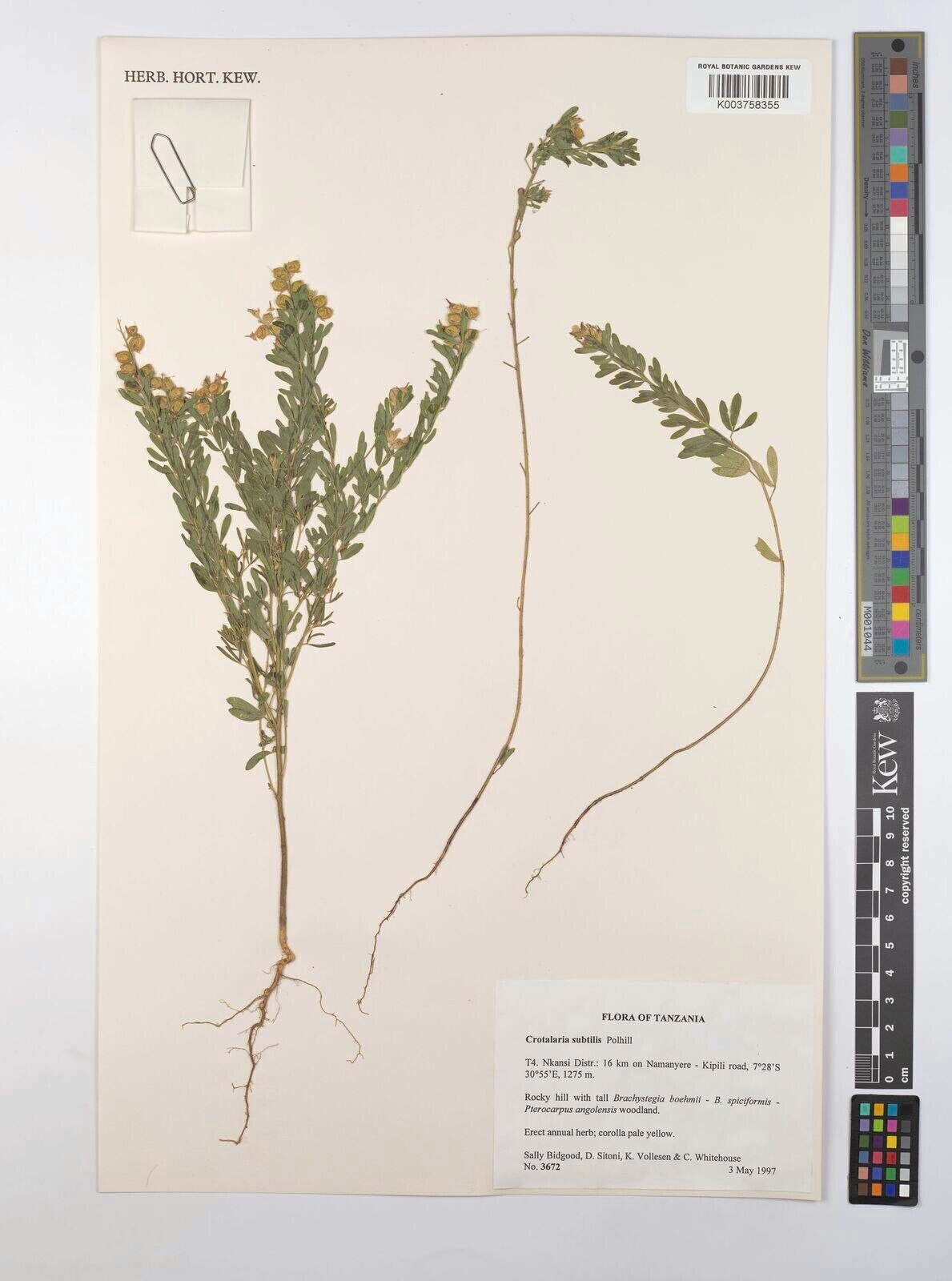 Crotalaria subtilis — houseplant care guide