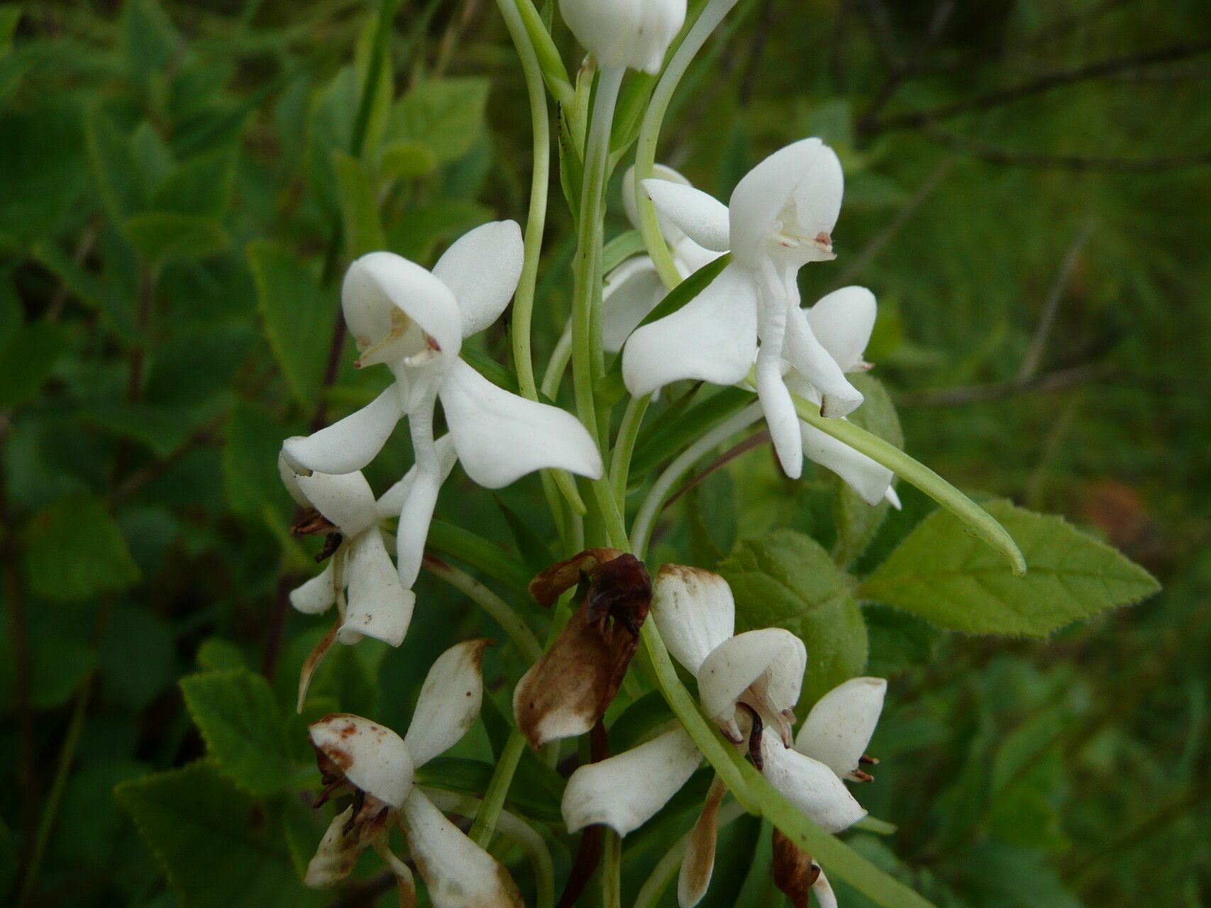 Habenaria leonensis flower