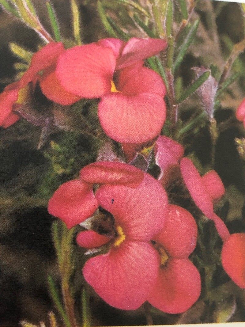 Dillwynia hispida — related species from the same genus
