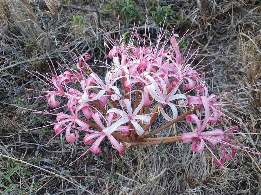 Ammocharis tinneana flower