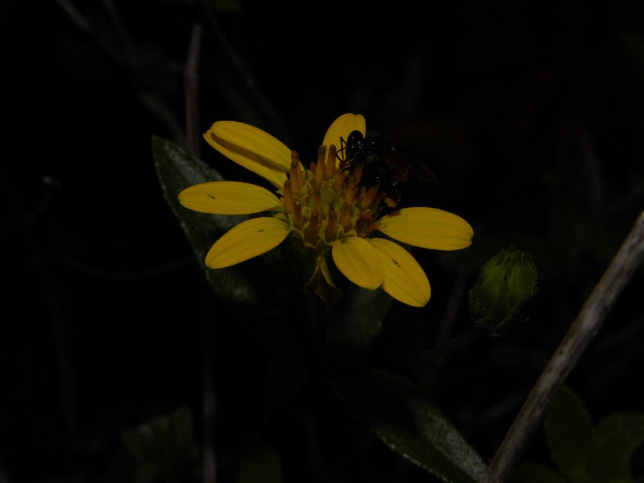 Verbesina turbacensis flower
