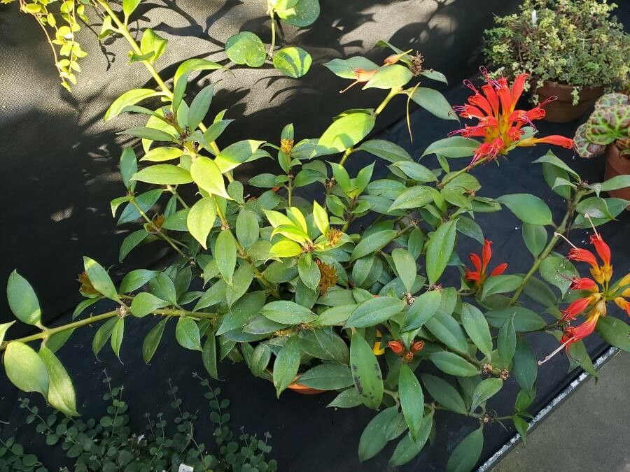 Aeschynanthus fulgens habit