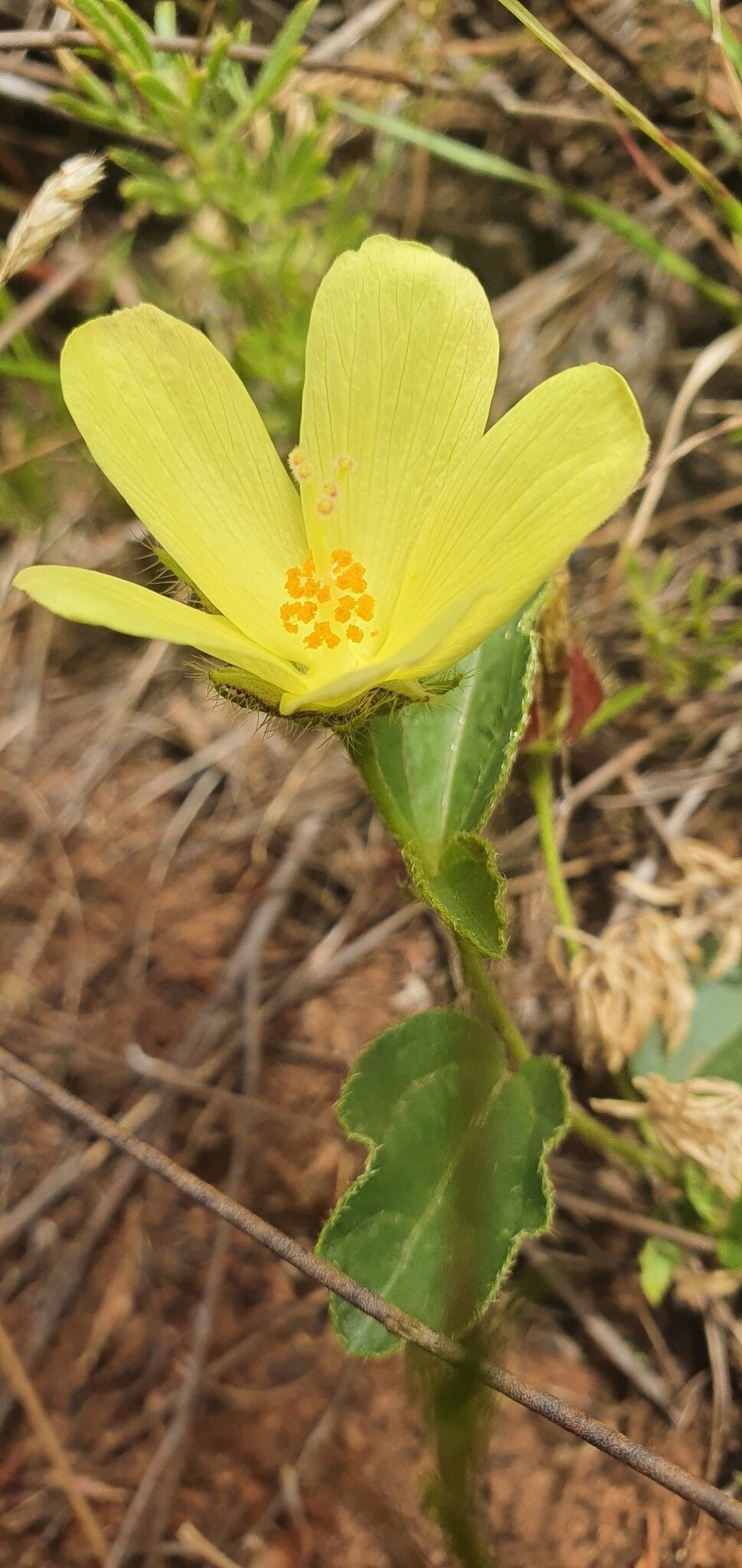 Hibiscus aethiopicus