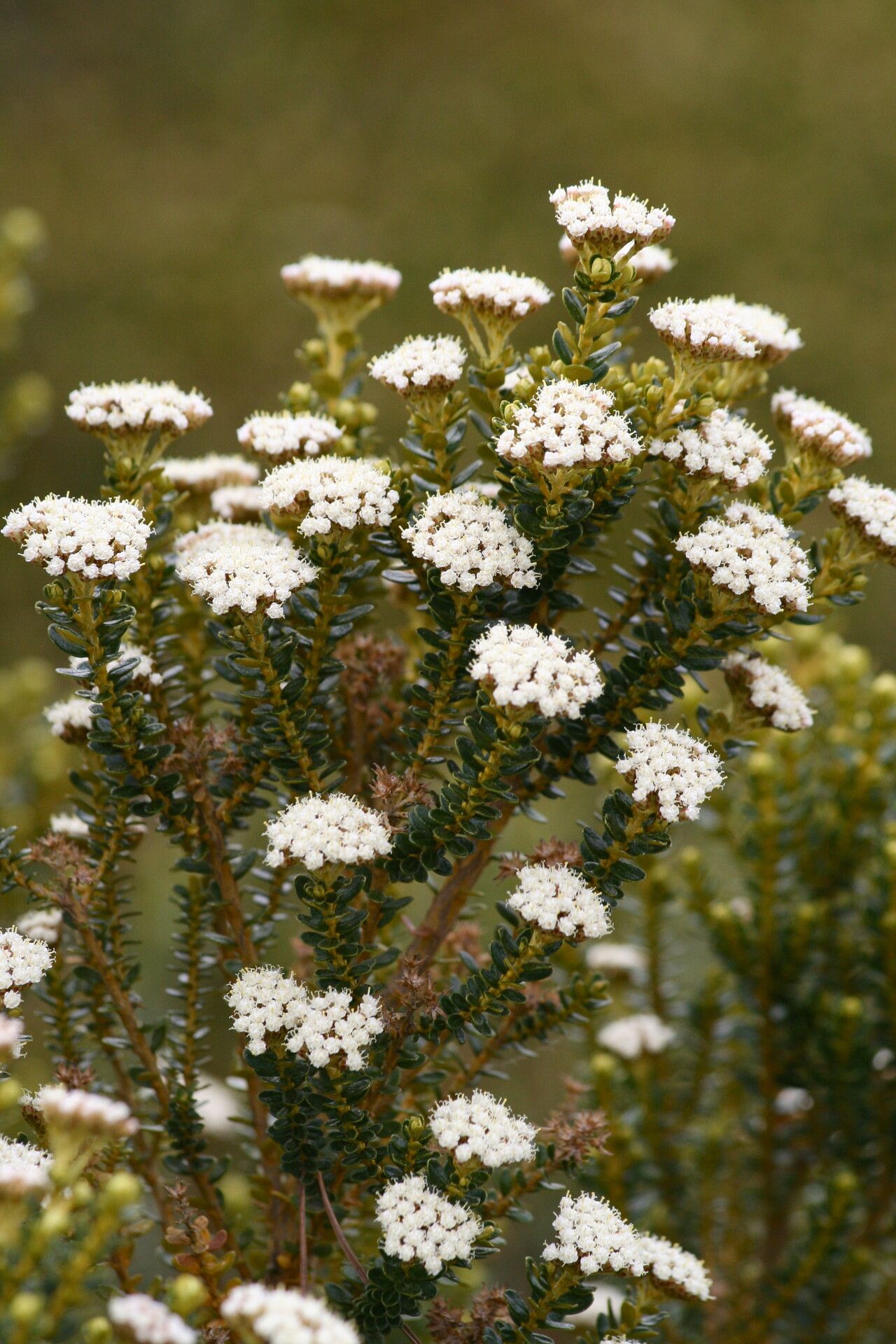 Ozothamnus leptophyllus flower