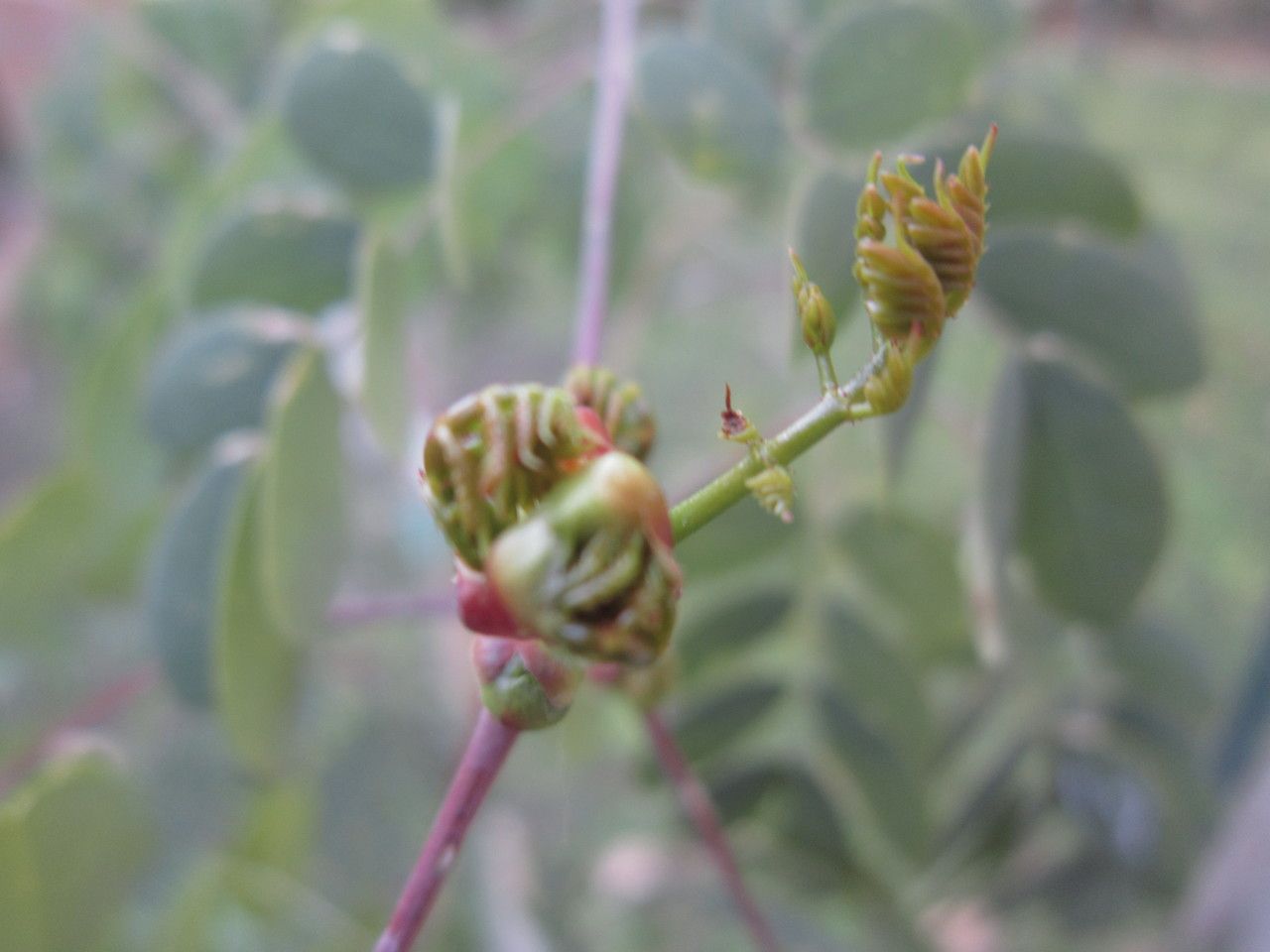 Caesalpinia mexicana — clay tolerant houseplant