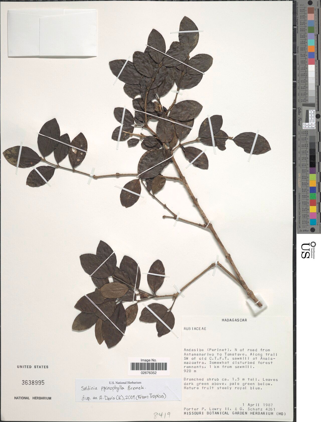 Saldinia pycnophylla — houseplant care guide