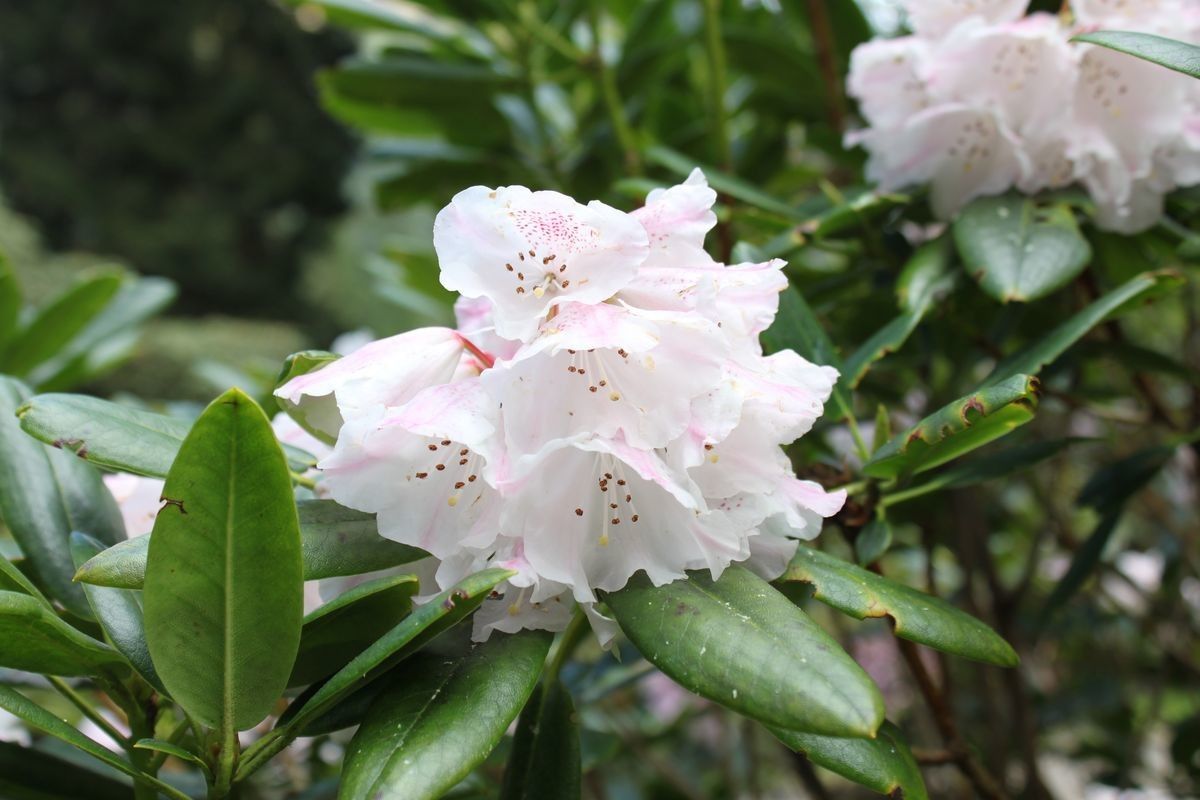 Rhododendron anwheiense — houseplant care guide