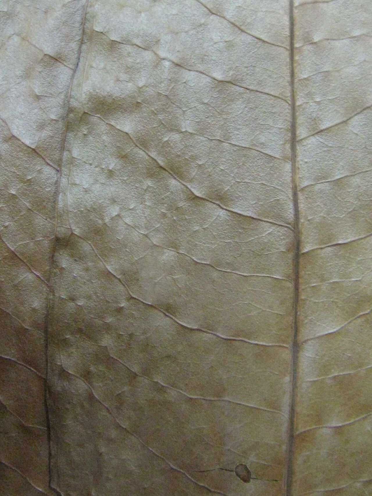 Mouriri grandiflora — search result for 'Mouriri'