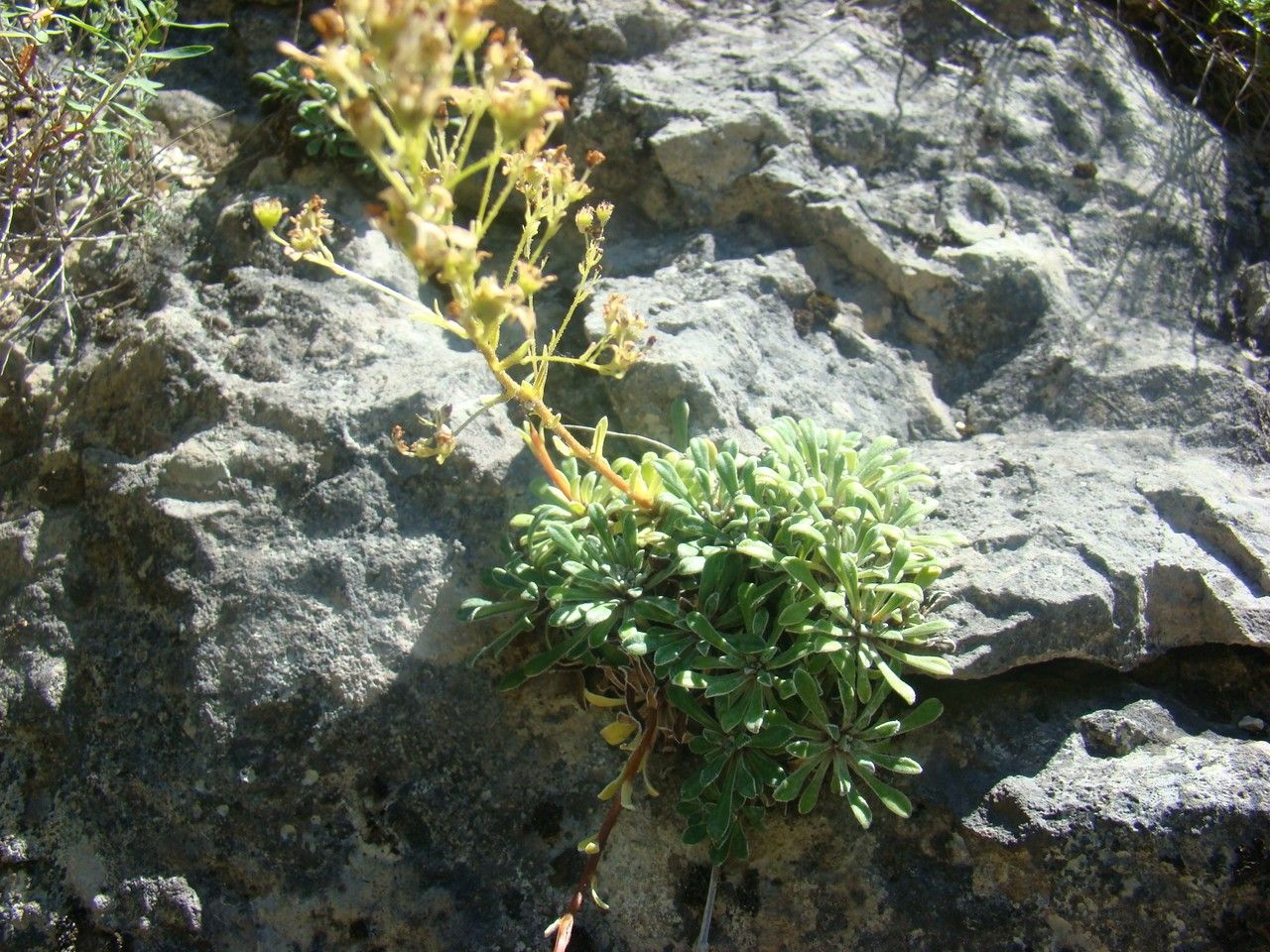 Saxifraga cochlearis habit