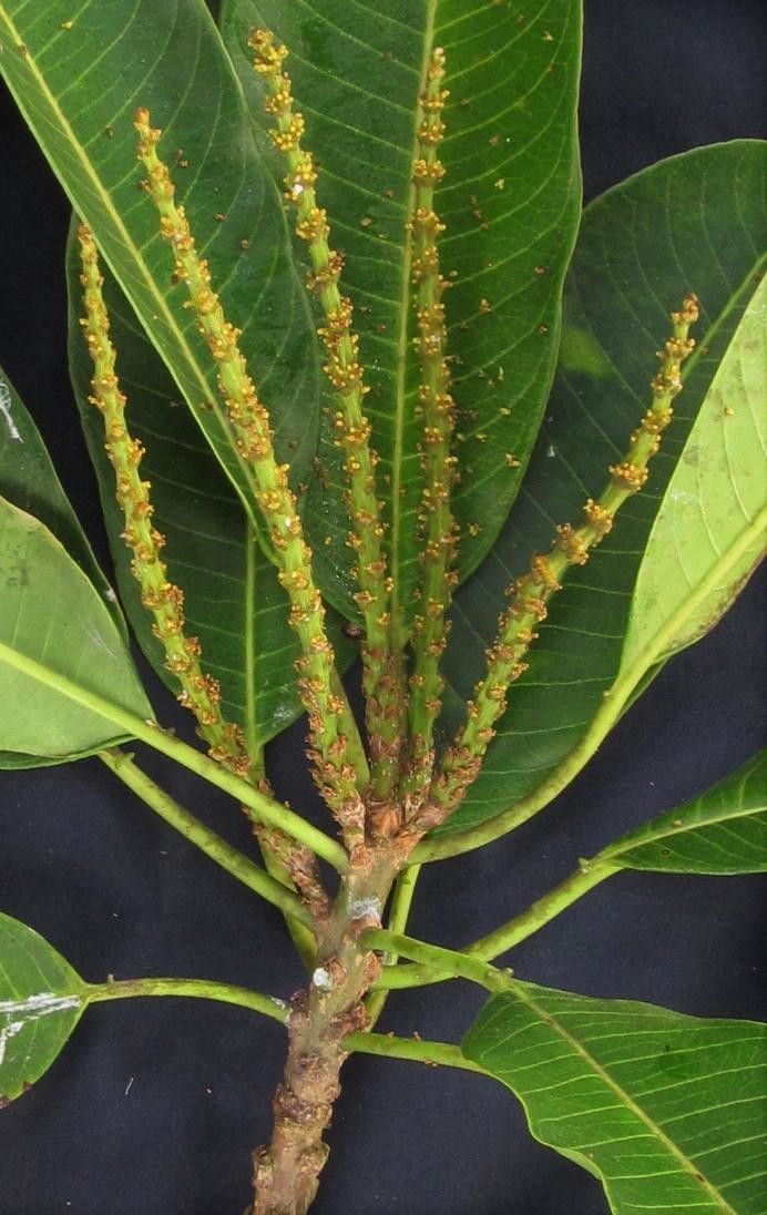 Sapium allenii other