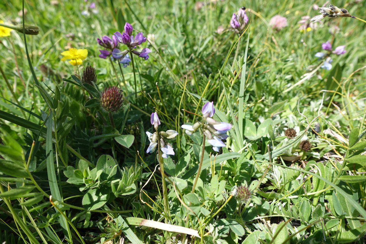 Astragalus alpinus flower