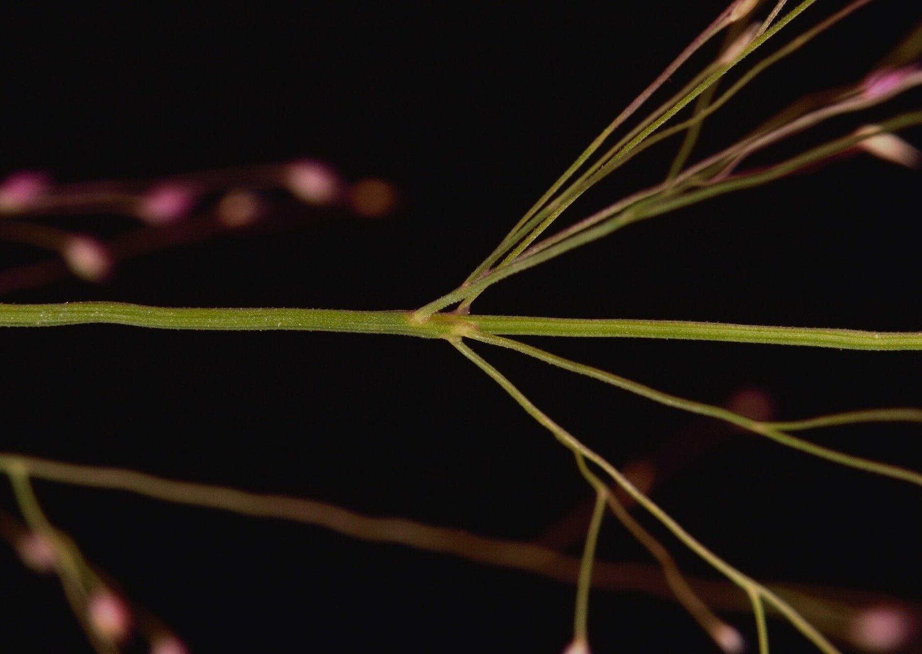 Panicum humile flower