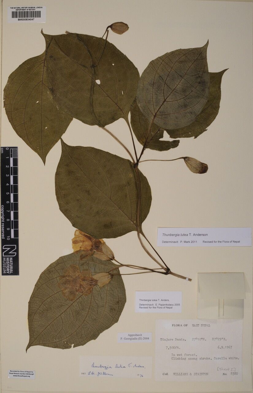 Thunbergia lutea other