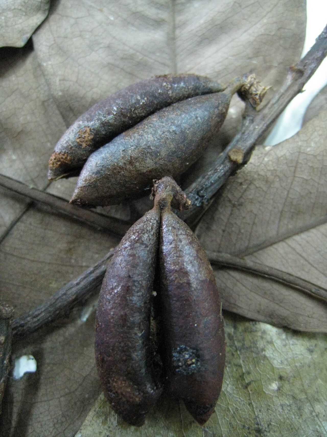 Swartzia guianensis other