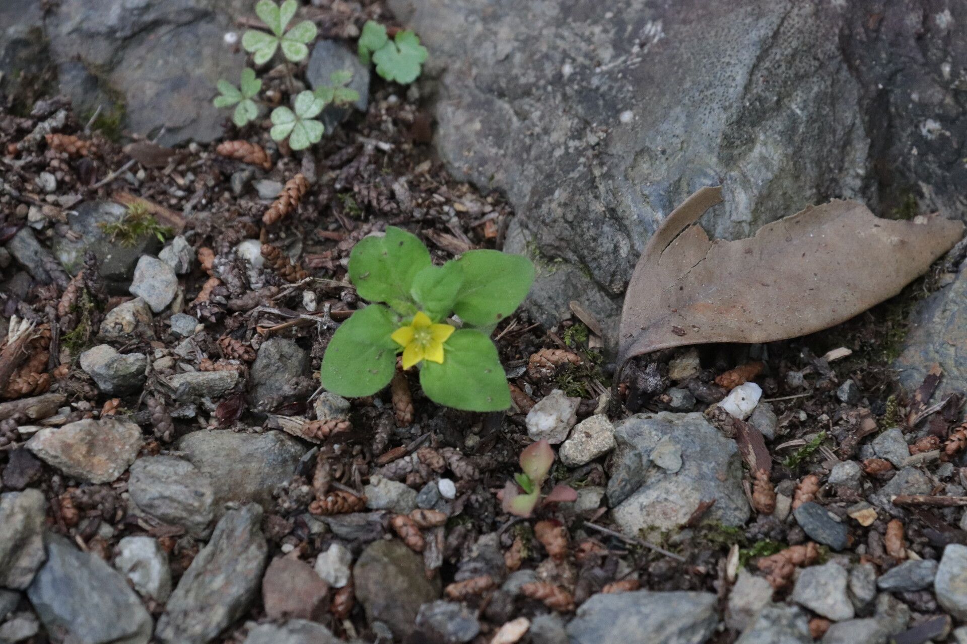 Lysimachia japonica flower
