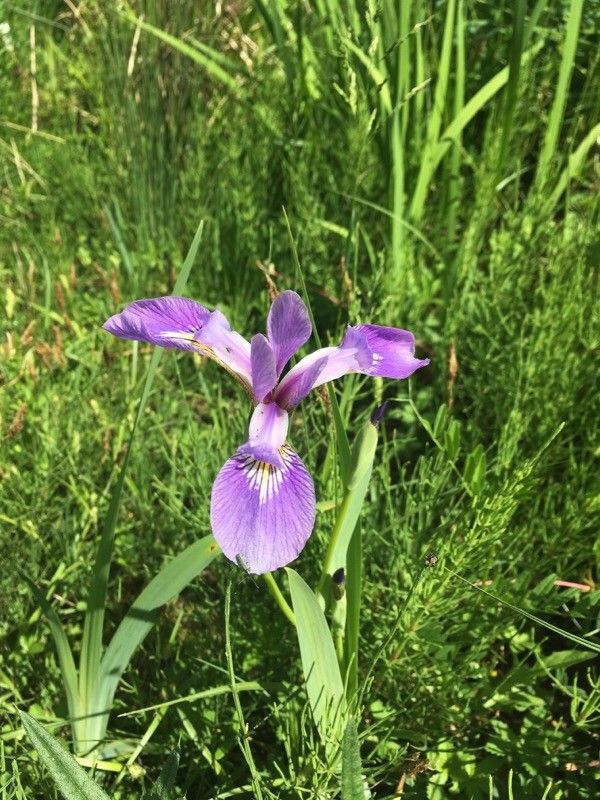 Iris versicolor flower