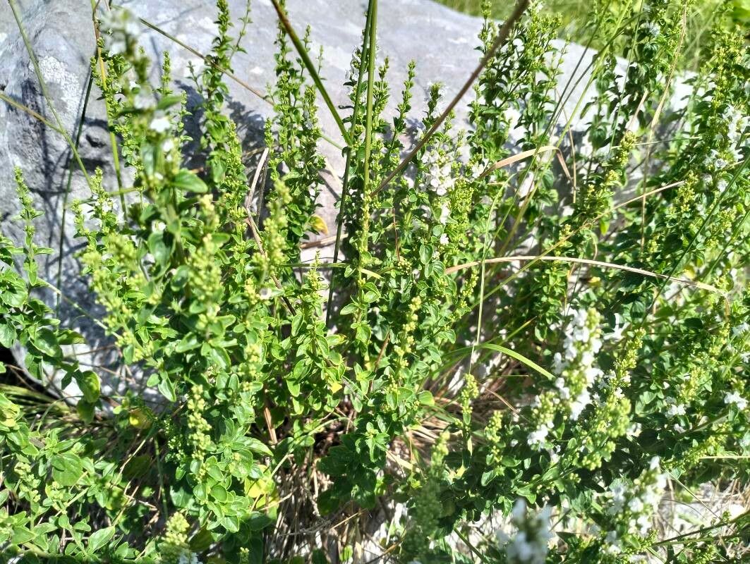 Clinopodium album habit