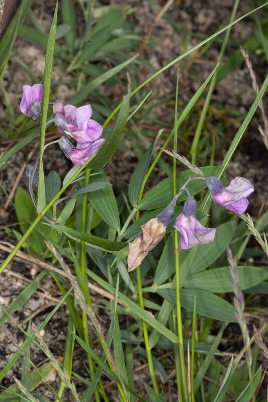 Lathyrus linifolius flower