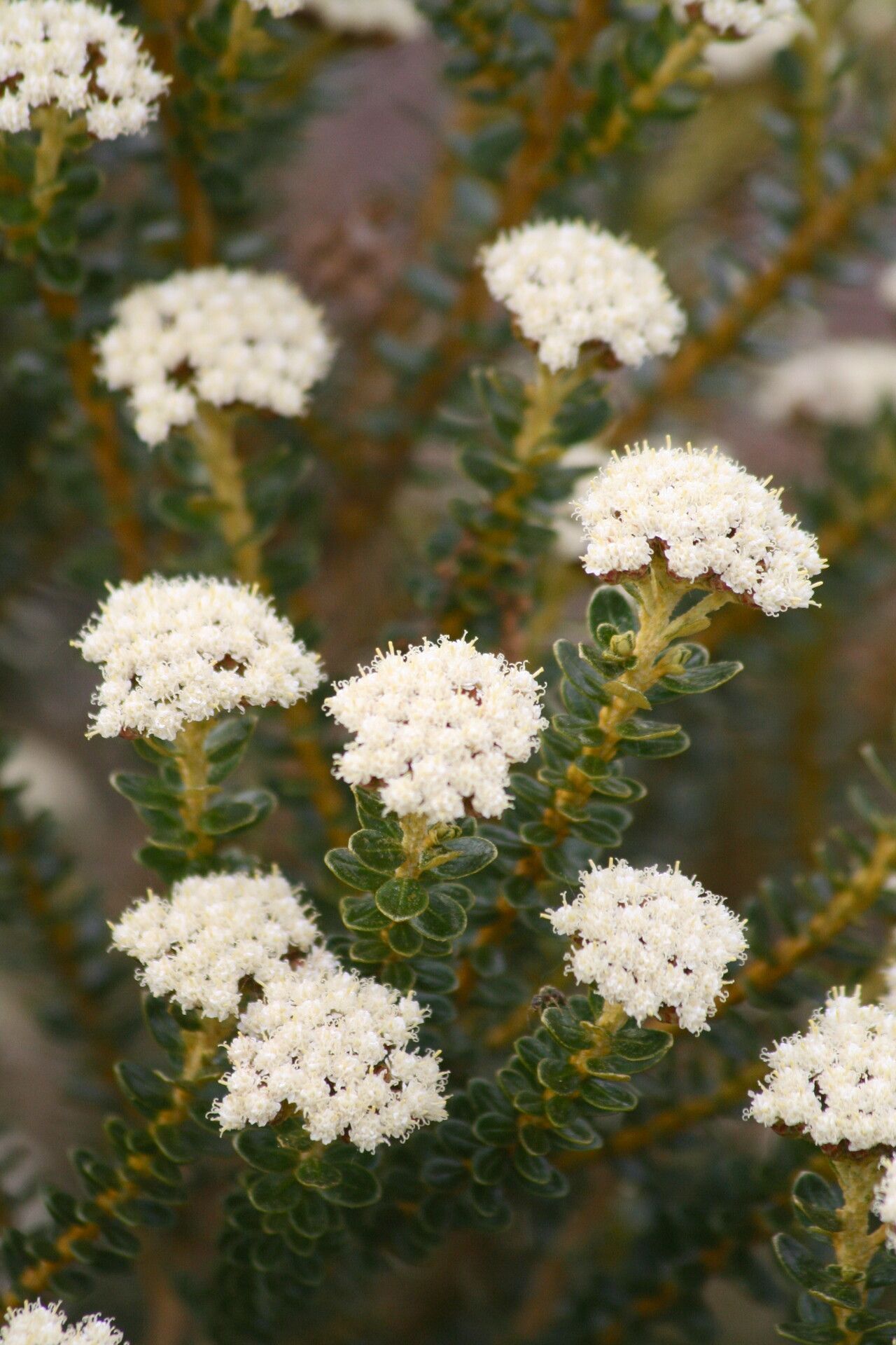 Ozothamnus leptophyllus flower