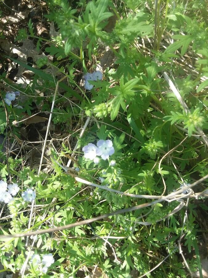 Phacelia purshii flower