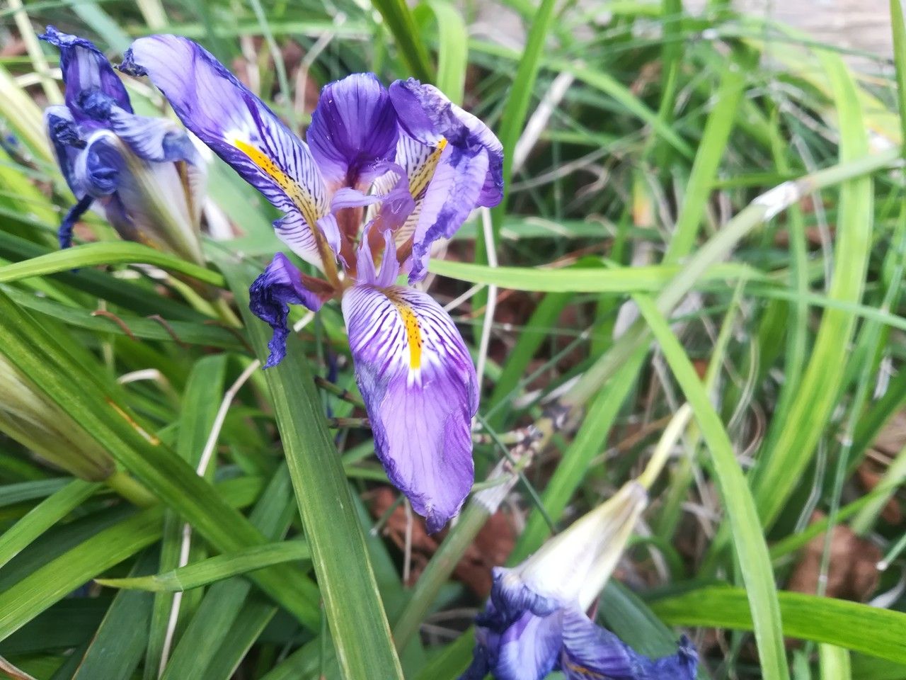 Iris unguicularis flower