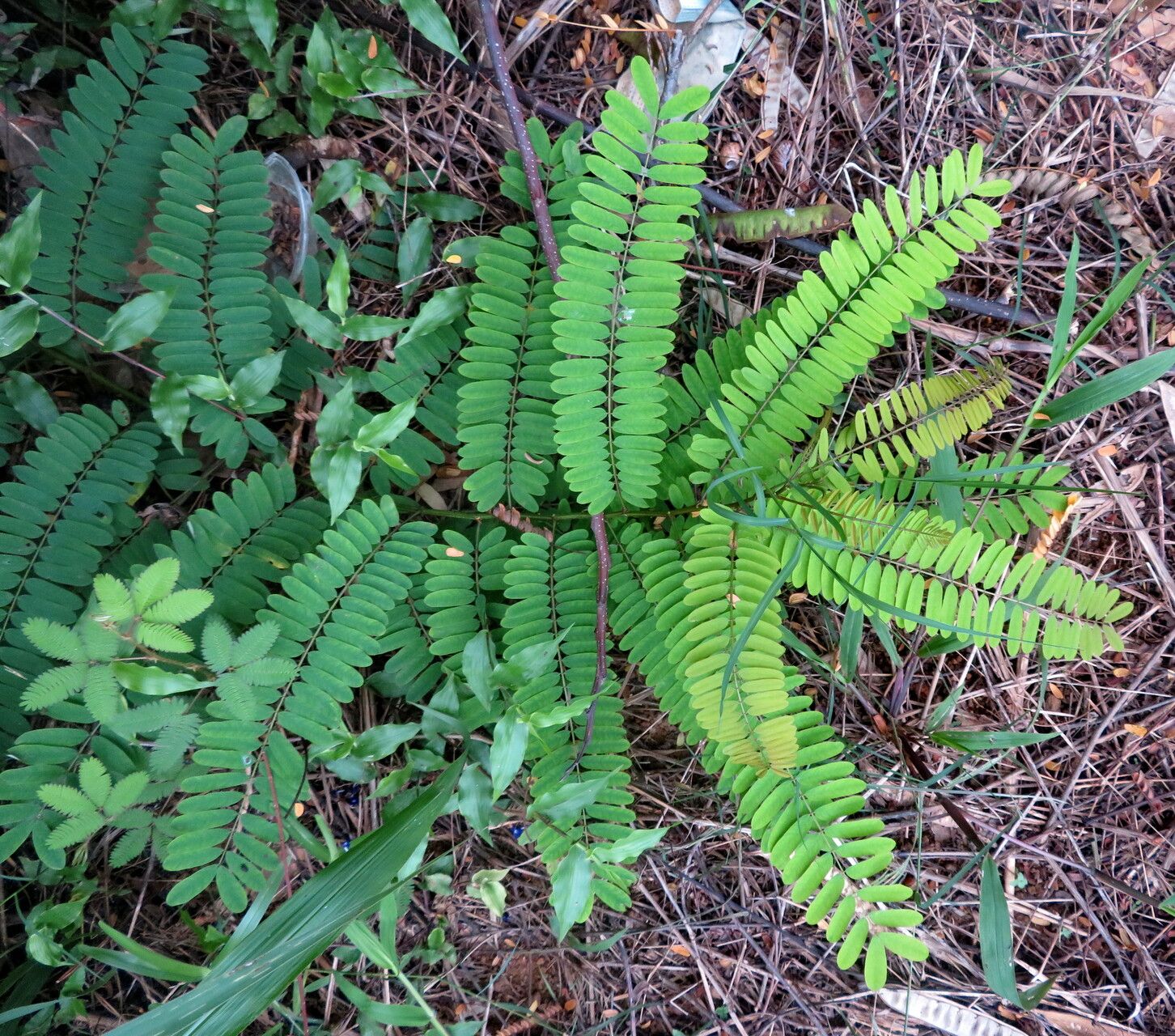 Falcataria falcata — related species from the same genus