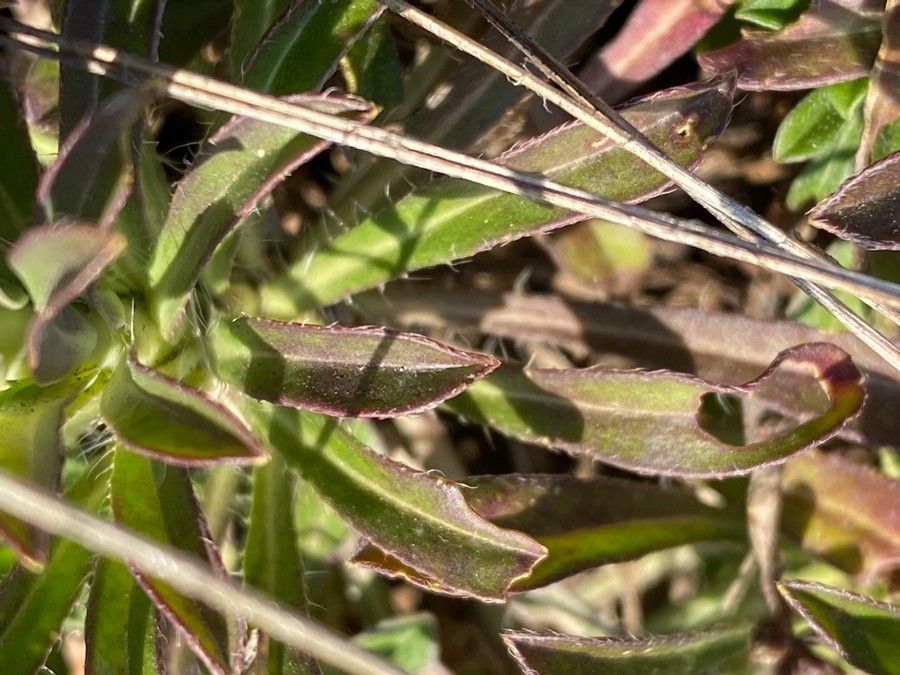 Alyssoides utriculata leaf