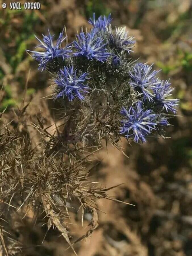 Cardopatium corymbosum flower