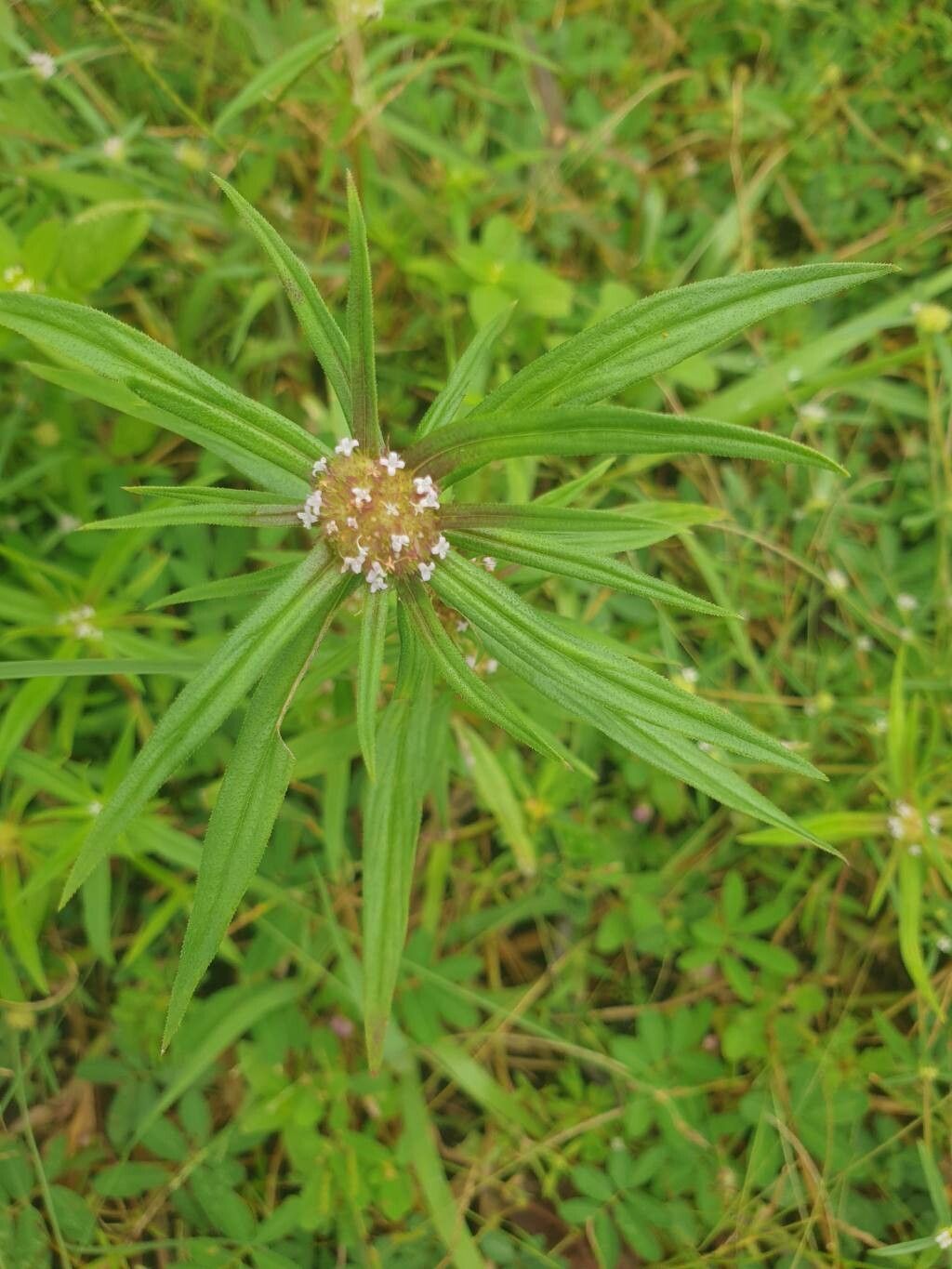 Spermacoce chaetocephala — houseplant care guide